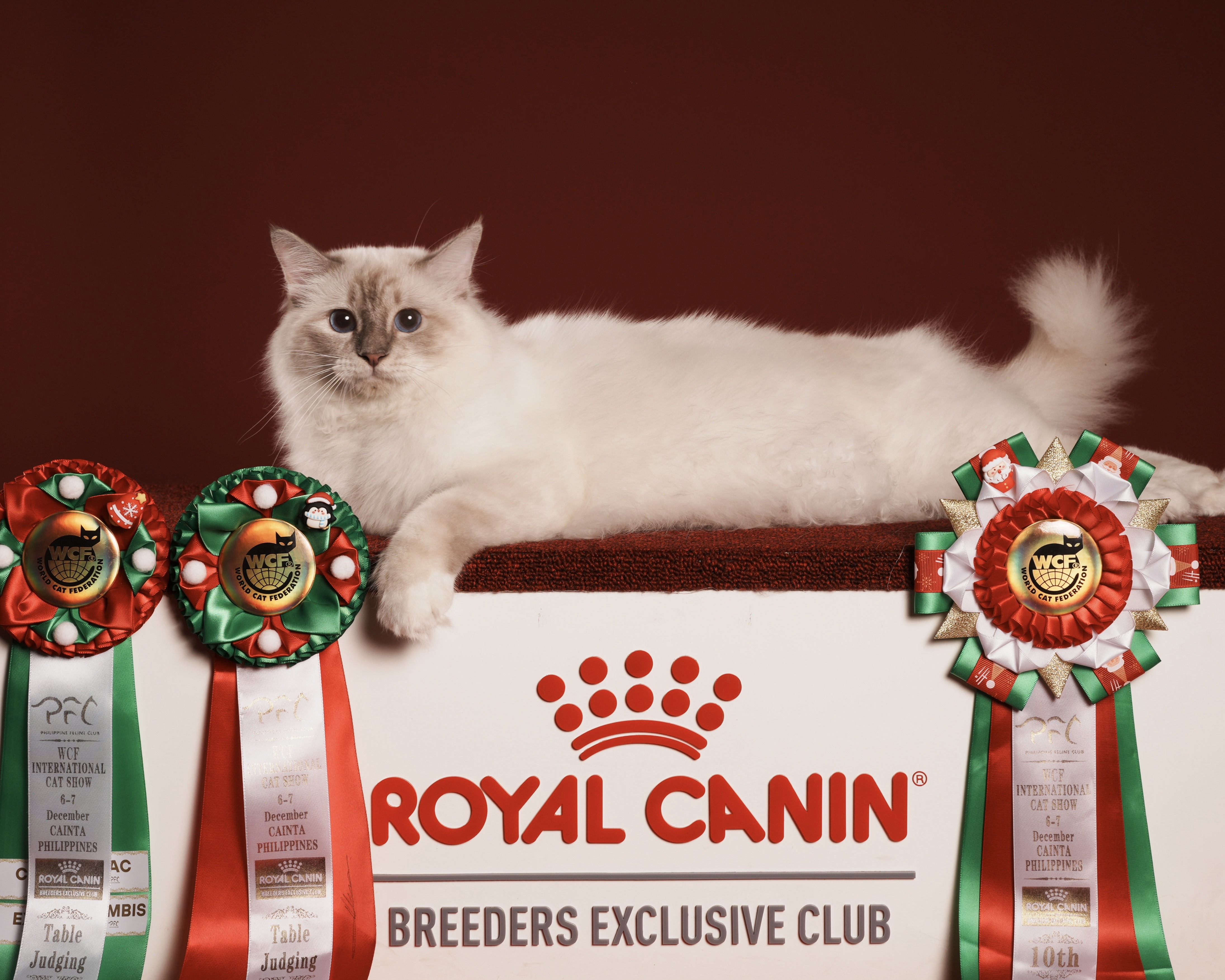 CH. Stenmah Livin The High Life